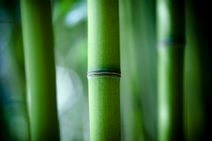 Beauty of Bamboo